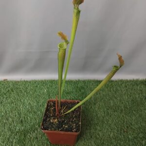 SARRACENIA PITCHER TRUMPET 10CM