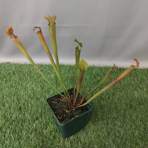 SARRACENIA PITCHER TRUMPET 12.5CM