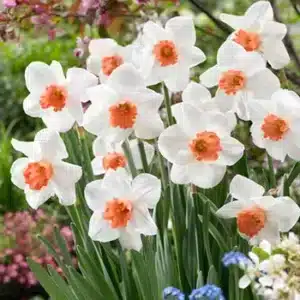 DAFFODILS COOL FLAME BULBS