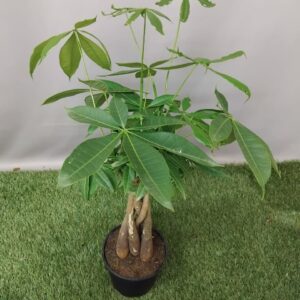 PACHIRA BRAIDED 14CM