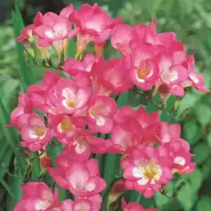 FREESIA PINK BULBS