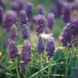 MUSCARI BULBS