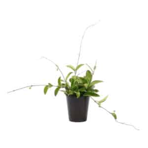 HOYA GREEN 14CM