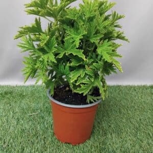 PELARGONIUM CITRONELLUM 15CM
