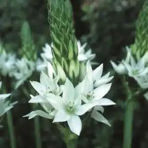 ORNITHOGALUM THYS BULBS