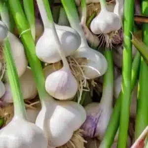 GARLIC ALLIUM SATIVUM BULBS