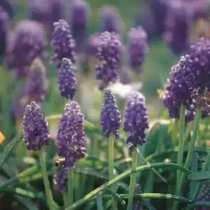MUSCARI HEAVENLY BLUE BULBS
