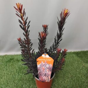 LEUCADENDRON BURGUNDY SUNSET 15CM