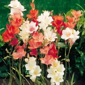 TRITONIAS MIX BULBS