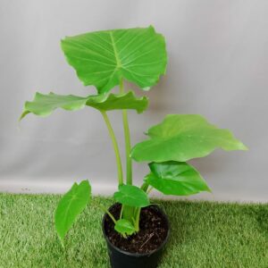 ALOCASIA GAGEANA CALIFORNIA 14CM