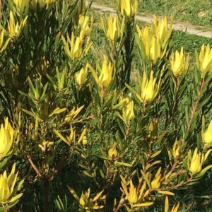 LEUCADENDRON AFRICAN GOLD 15CM