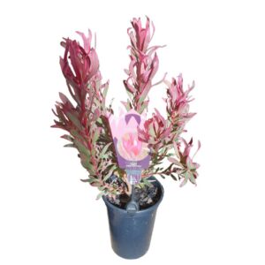LEUCADENDRON JOLLY JOKER 15CM