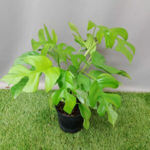 PHILODENDRON MINIMA 14CM