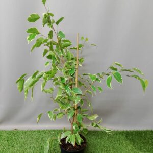 FICUS BENJAMINA VARIEGATED 14CM