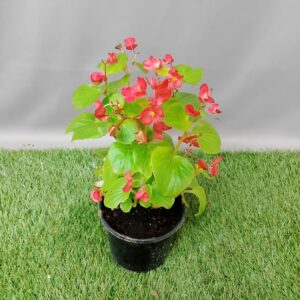 BEGONIA 12CM