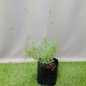 HERB LAVANDULA MARGARET 4KG