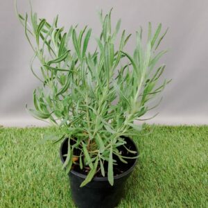 HERB LAVENDER MARGARET ROBERTS 15CM