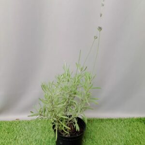 HERB LAVANDULA MARGARET ROBERTS 14CM
