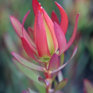LEUCADENDRON AMY 15CM
