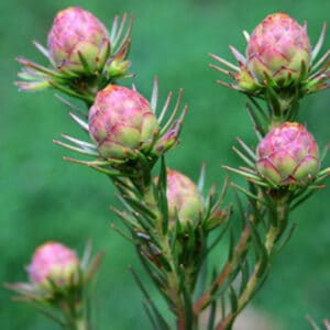 LEUCADENDRON JUBILEE CROWN 15CM