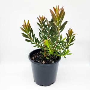 LEUCADENDRON SAFARI SUNSET 15CM