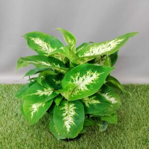 DIFFENBACHIA COMPACTA 14CM