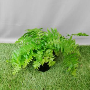 FERN MACHO  14CM