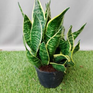 SANSEVIERIA GOLDEN HANII 14CM