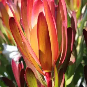 LEUCADENDRON AYOBA AFRICAN BLAZE 15CM