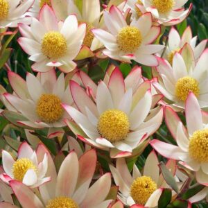 LEUCADENDRON AYOBA AFRICAN GLOW 15CM