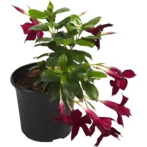 DIPLADENIA DIAMANTINA JADE GRANAT 15CM