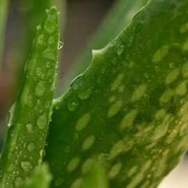 Health benefits of aloe vera for skin and digestion