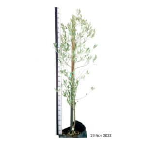 FRUIT OLIVE MISSION 20KG