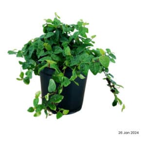 FICUS PUMILA 12CM