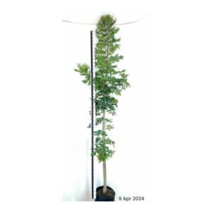HARPEPHYLLUM CAFFRUM 20KG