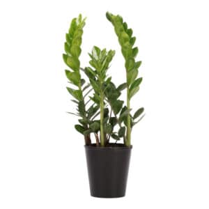 ZAMIOCULCAS ZAMIIFOLIA 14CM