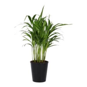 ARECA BAMBOO ‘DYPSIS’ 15CM