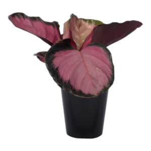 CALATHEA MISTY RED 14CM
