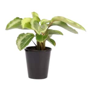 CALATHEA MARIA 14CM