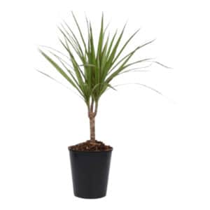 DRACAENA MARGINATA 15CM CANE