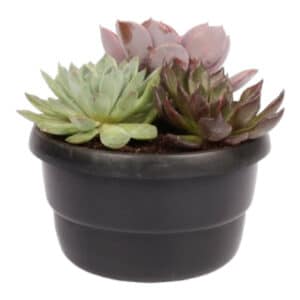 ECHEVERIA BOWL 15CM
