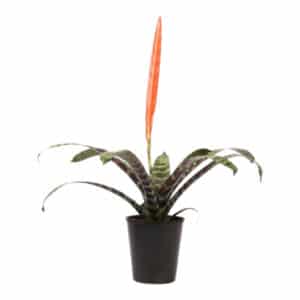 VRIESEA SPENRIET ‘PAINTED FEATHER’ 15CM
