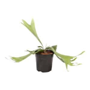 FERN STAGHORN 12CM