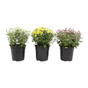 CHRYSANTHEMUM SMARTIES 12CM