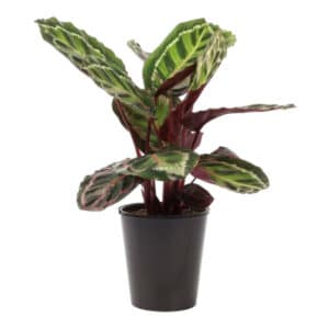 CALATHEA ROSEA PICTA 14CM