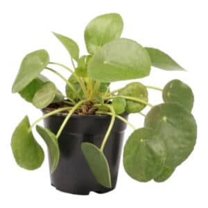PILEA PEPEROMOIDES 12CM