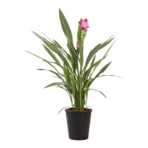 CURCUMA 14CM