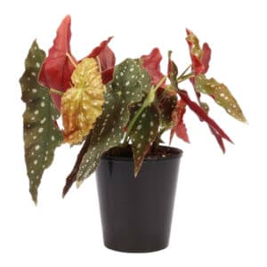 BEGONIA POLKA DOT 14CM