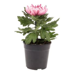 CHRYSANTHEMUM COSMO 12CM