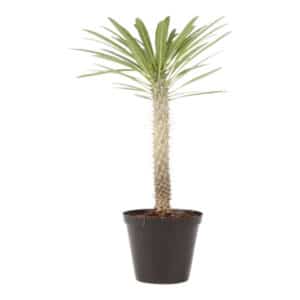 PACHYPODIUM LAMEREI 18CM